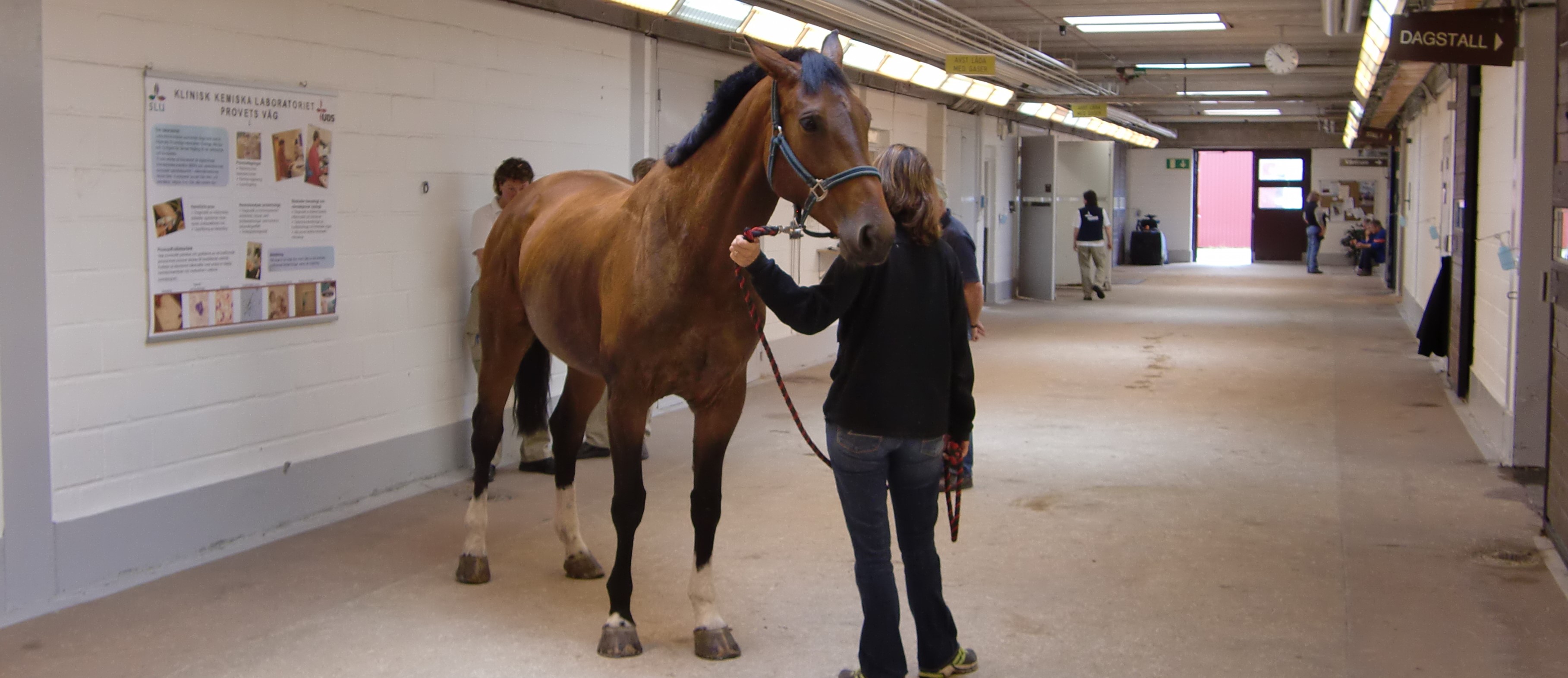 En veterinär står bakom en brun häst på en klinik. Djurägaren håller i grimskaftet.