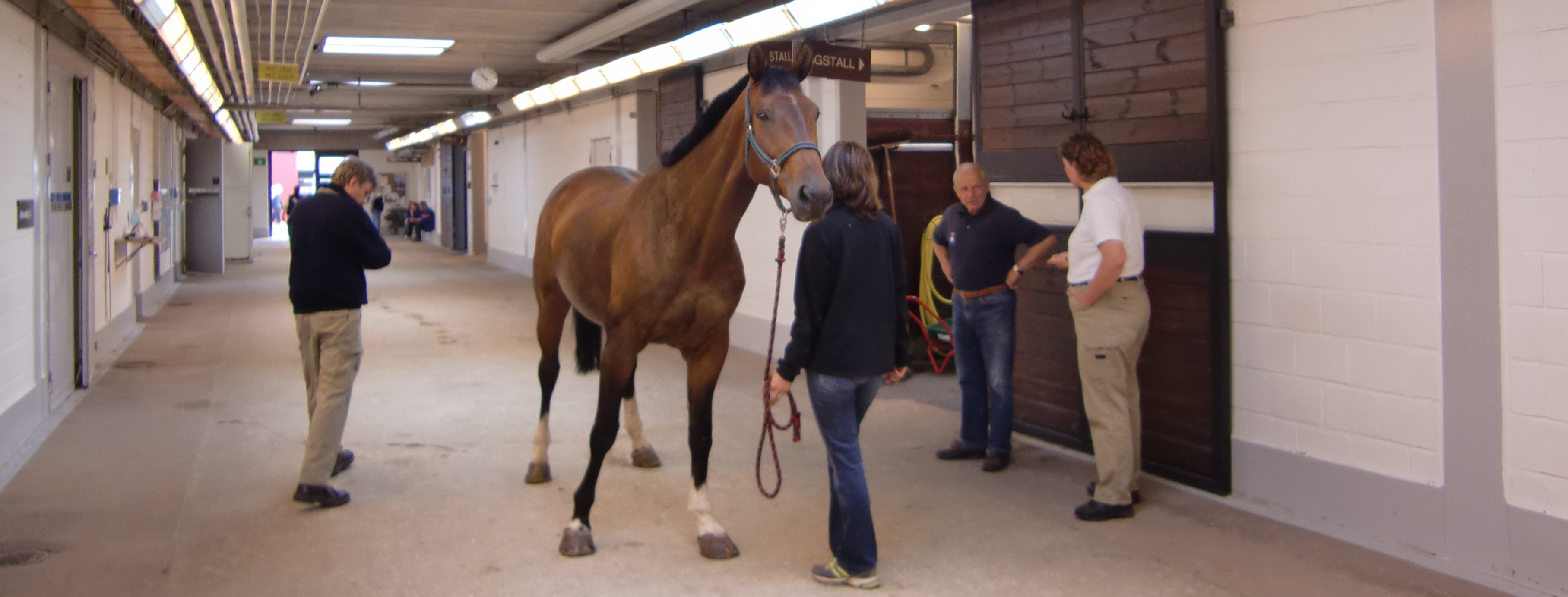 En veterinär tittar fundersamt på en brun häst som djurägaren håller i. En annan veterinär samtalar med en andra djurägare.