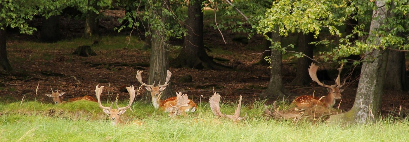 En flock dovhjortar ligger i högt gräs vid en skogskant.