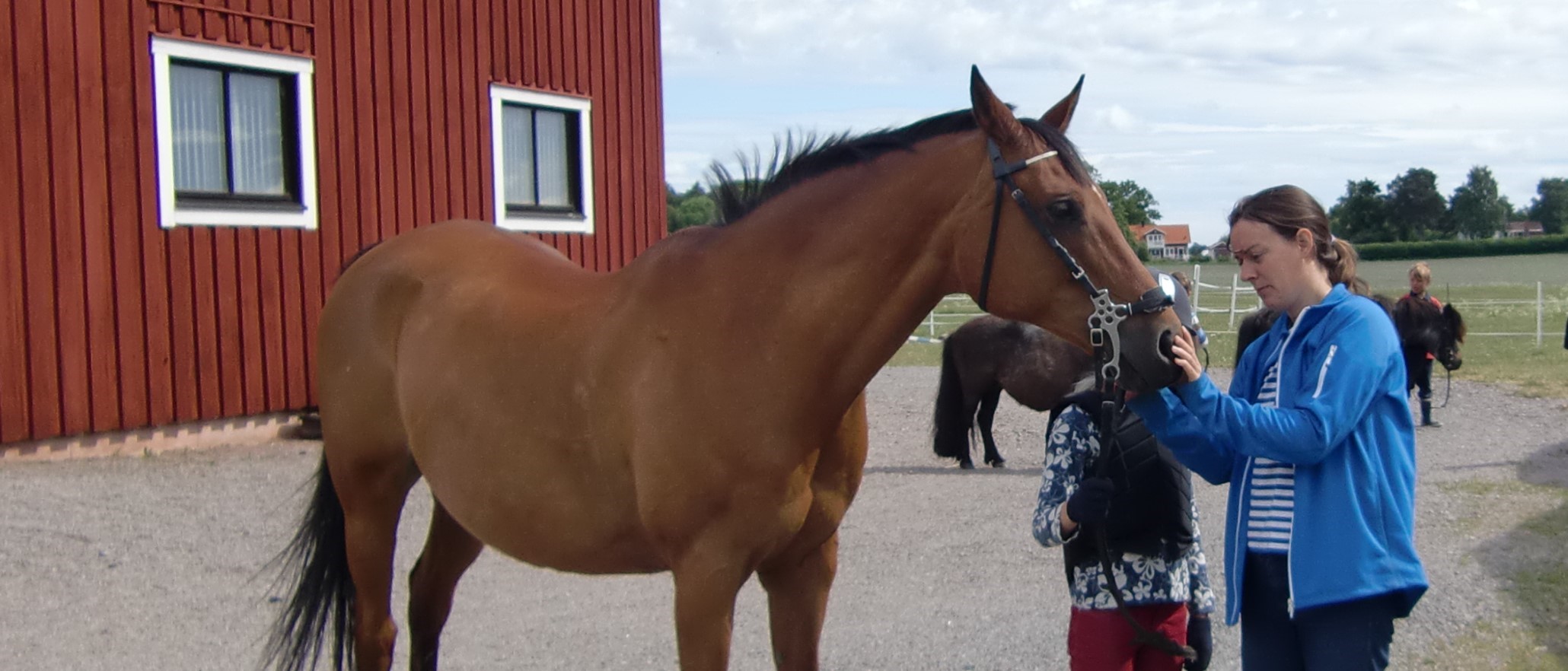 Veterinären tittar en brun häst i munnen samtidigt som ett par små ponnies väntar i bakgrunden.