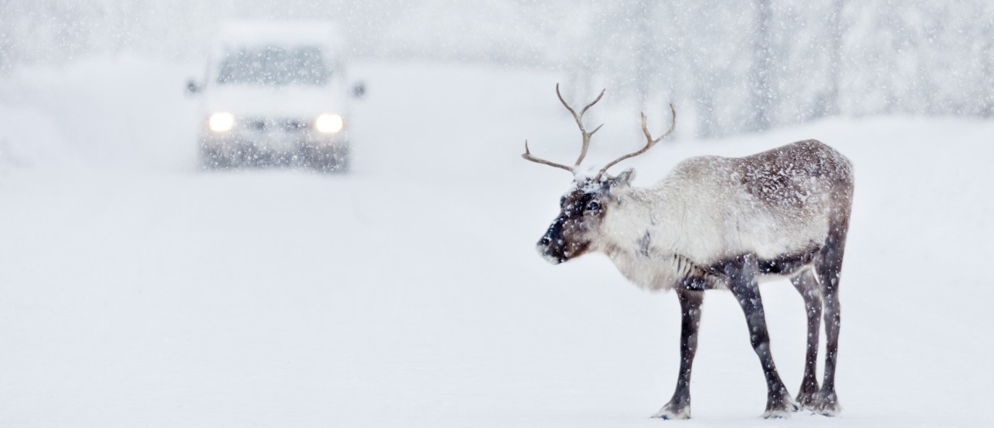 En ren står vid vägen i snöoväder är det kommer en bil.