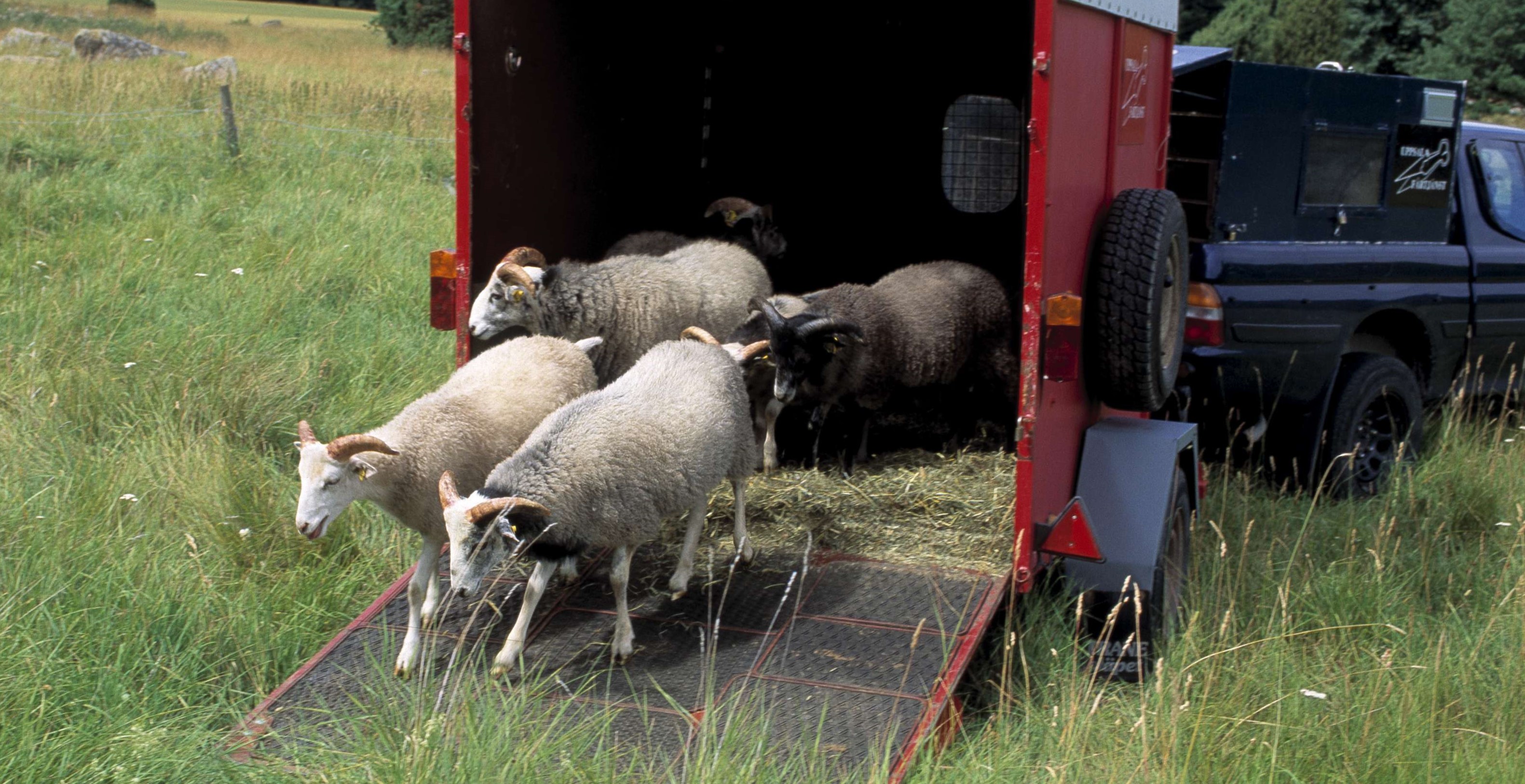 En flock får går av en djurtransport ut i en beteshage.