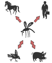 Illustration av smittvägar från mygga till häst, människa, fågel och gris