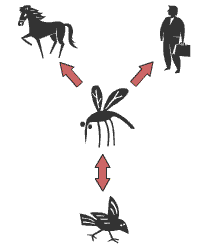 Illustration av smittvägar från mygga till häst, människa och fågel